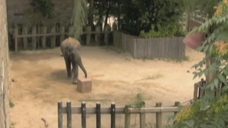 Scientists have recorded the first experimental evidence that elephants experience "eureka!" moments